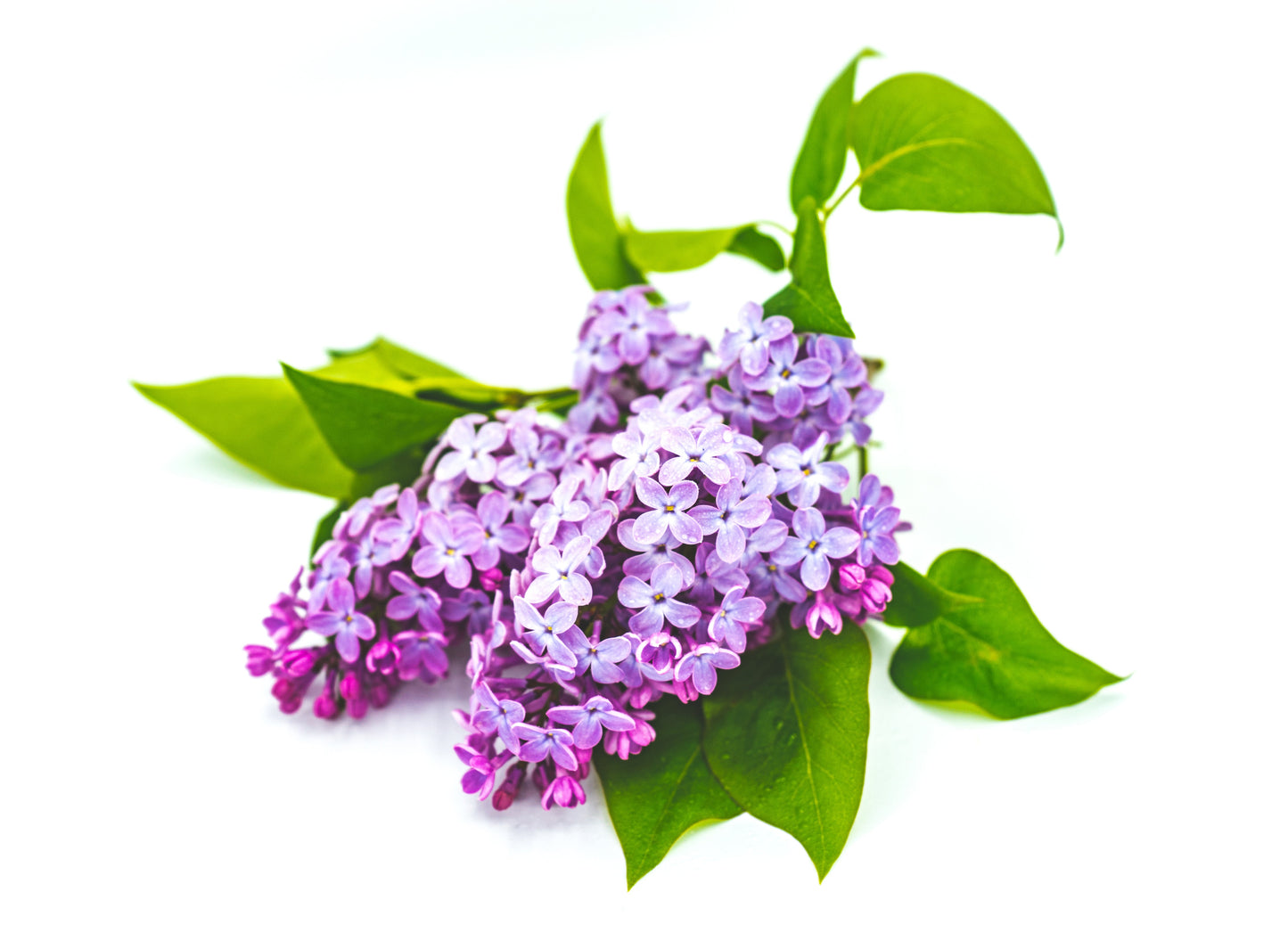 Freesia & Lilac Wax Melt Crumble