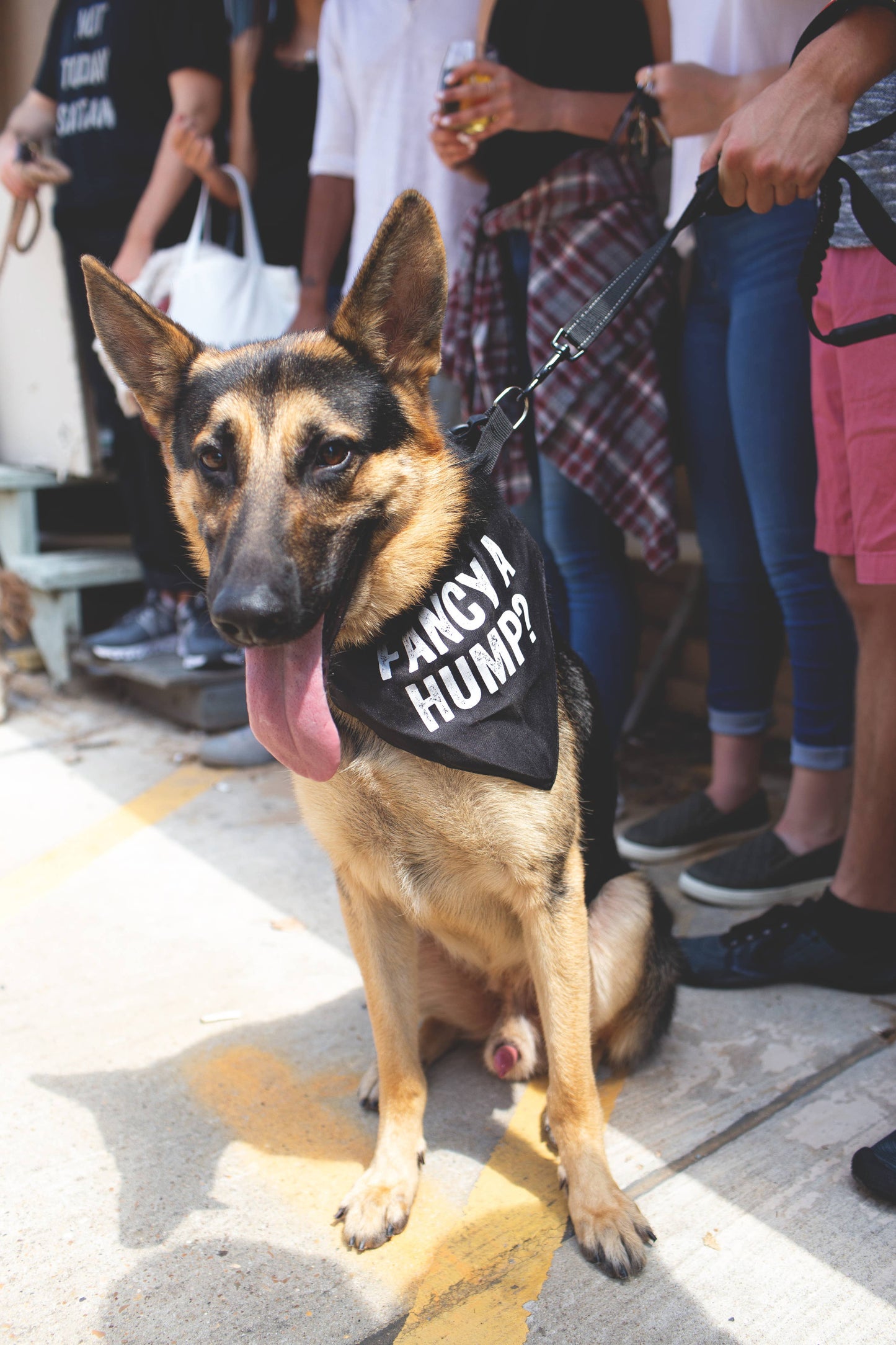 Fancy A Hump Pet Bandana/Collar