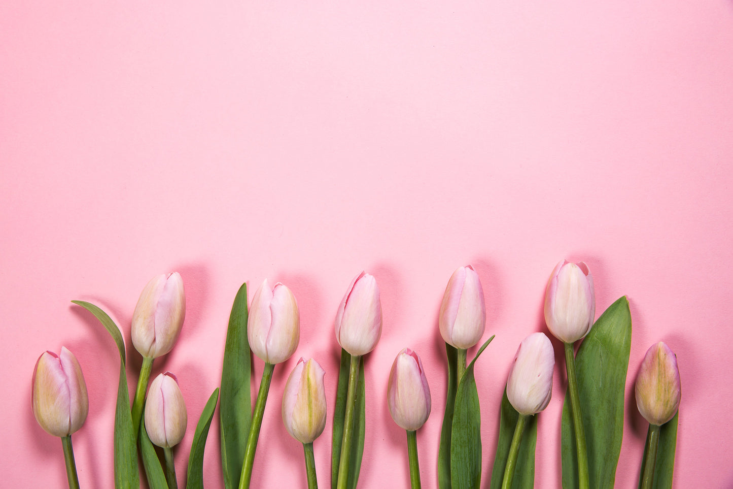 Tulips Wax Melt Crumble